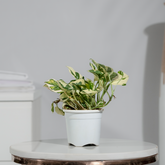 Money Plant N'Joy